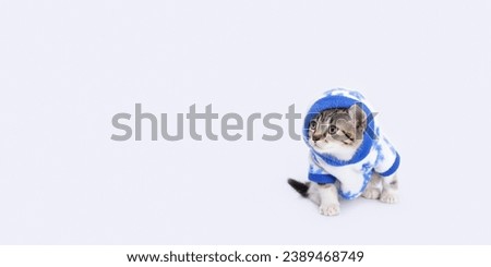 Kitten in winter clothes. Beautiful web banner with copy space. Kitten wearing white blue hooded sweater against a light background. Studio portrait of  kitten looking away. Pet