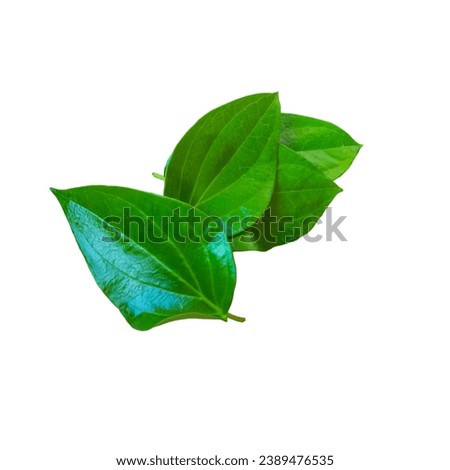 isolated white The betel, Piper betle, a species of flowering plant in the pepper family Piperaceae, daun sirih, It is an evergreen, dioecious vine, with glossy heart shaped leaves and white catkins
