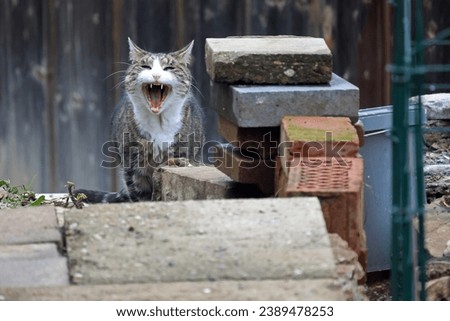 Domestic cat yawns with open mouth