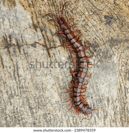 This photo showcases a centipede, also commonly known as a "tropical centipede" or "earth centipede." This creature belongs to the class Insecta and the order Coleoptera. Royalty-Free Stock Photo #2389478359