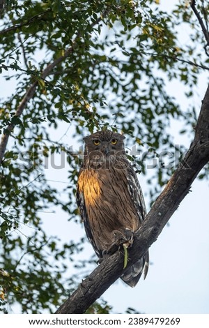 Brown fish owl or Bubo zeylonensis or Ketupa zeylonensis perched on tree after hunt with frog kill in claw winter season safari at ranthambore national park forest or tiger reserve rajasthan india