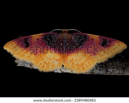 Bright tropical morpho butterfly isolated on black. 
