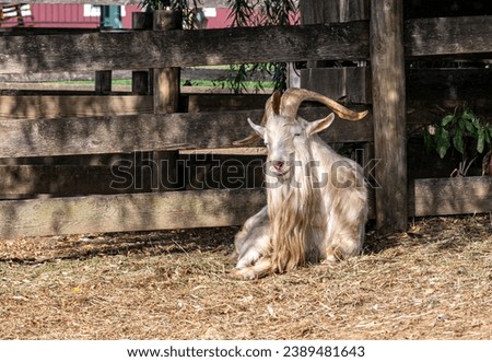 A Head On View of an Old Goat, Sitting Enjoying the Sun on an Autumn Day