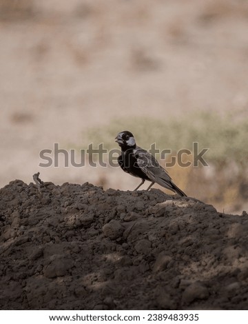 A lone Black-crowned sparrow lark (Eremopterix nigriceps) resting on a mound of dirt in the shadow of a tree at the Al marmoon DCR in Dubai, United Arab Emirates. Royalty-Free Stock Photo #2389483935