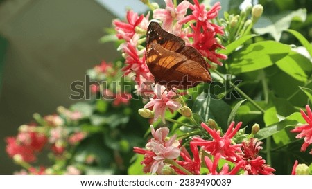 Feeding in adult butterflies is usually called nectaring, nectaring is the behavior of butterflies in sucking nectar from one flower to another.