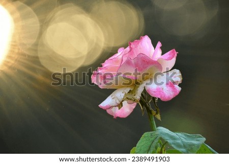 Une Fleur Rose Avec Le Soleil Qui Brille à Travers Les Feuilles