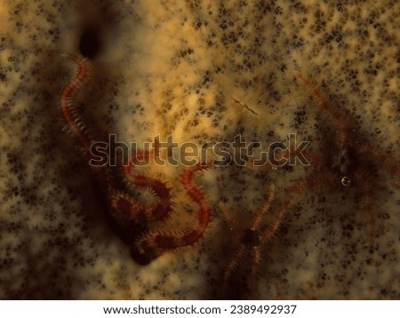 crevice brittle star (also known as a daisy or mottled brittle star) with its arms projecting from a crevice in reef covered in colorful marine sponges Royalty-Free Stock Photo #2389492937
