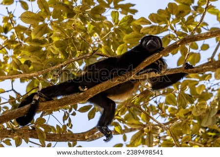 Howler Monkey Manuel Antonio Costa Rica