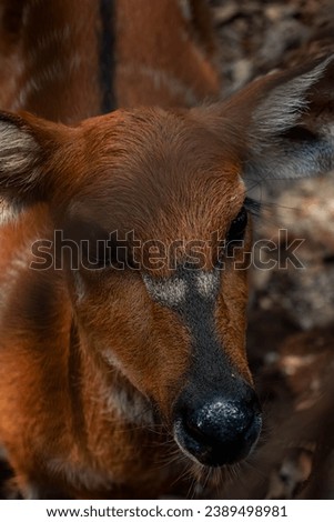 Close-up picture of brown fur Sitatunga (Tragelaphus spekii) head with pearl black eyeballs and black nose looked at the camera. Close-up animal wildlife picture with no people