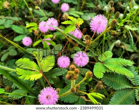 The flowers of the wild plant Mimosa Pudica bloom, the flowers are beautiful pink. Picture taken early in the morning