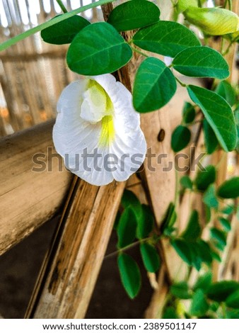The beautiful white flower stands in quiet elegance, its petals unfolding like delicate layers of pure innocence. Bathed in soft sunlight, it radiates a timeless beauty, symbolizing purity and serenit