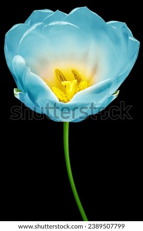 Blue tulip  flower  on black  isolated background.   Closeup.  Nature.