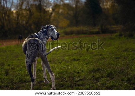 A LARGE GREY AND WHITE GREAT DANE LOOKING OVER ITS SHOULDER WITH A GREEN BLURRY BACKGROUND AT THE OFF LEASH AREA AT MARYMOOR PARK IN REDMOND WASHINGTON