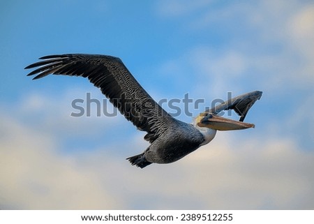 A MATURE BROWN PELICAN FLYING OVER THE PACIFIC OCEAN NEAR THE LA JOLLA COVE NEAR SAN DIEGO Royalty-Free Stock Photo #2389512255