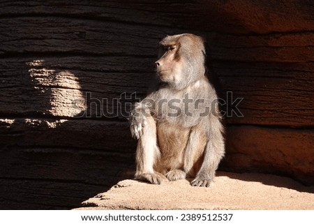                             Beautiful male Baboon looking very stoic in the morning sunlight. Photo is a close up portrait.
