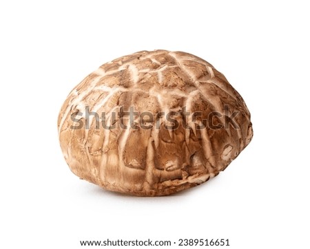 Single fresh shiitake mushroom is isolated on white background with clipping path. Japanese and Chinese herb Royalty-Free Stock Photo #2389516651