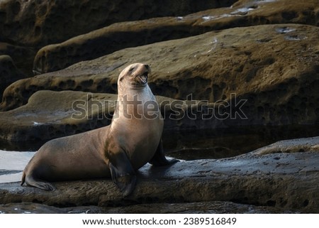 A LARGE SEALION SITTING ONTHE ROCKS AT THE LAJOLLA COVE WITH ABLURRY BACKGROUND AND ITS MOUTH OPEN NEAR SAN DIEGO CALIFORNIA