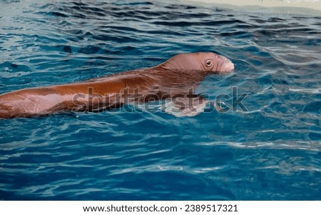 A floating walrus.
 The walrus is a unique animal of the Arctic, it is one of the largest animals inhabiting the northern seas. The walrus uses whiskers to navigate along the seabed, since already at 