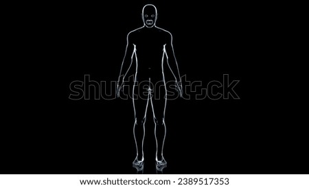 human body transparent anatomy 3d illustration