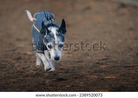 A SMALL BLACK AND GRAY DOG WEARING A SWEATER WALKING DOWN A WOOD CHIP TRAIL WITH NICE EYES AT THE MARYMOOR OFF LEASH DOG AREA IN REDMOND WASHINGTON