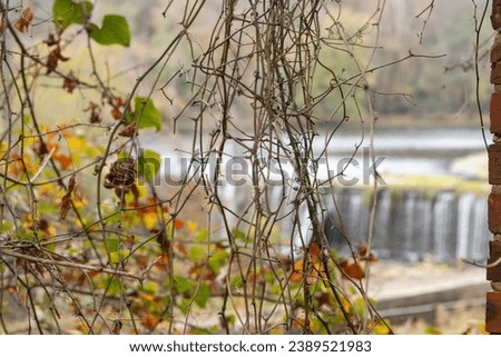 fall colors on tree branches obscuring a view of a waterfall in a river
