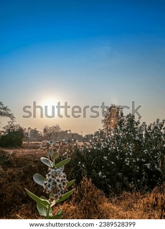 With a bush foreground and a gradient blue sky background taken at sunrise, it looks very naturally beautiful