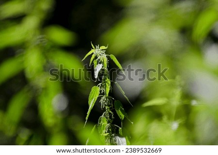 Nettle leaf backgrounds Ideal for health and wellness related content, these photos convey the connection between nature and a healthy lifestyle.