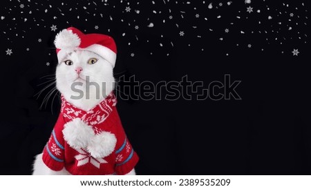 Cat in winter clothes. Cat wearing Santa Claus xmas red cap looks at the camera. Merry Christmas. Xmas. Happy New Year 2024. Cat with Santa hat on a black. Santa's helper. Holiday. Snowflake. Stars