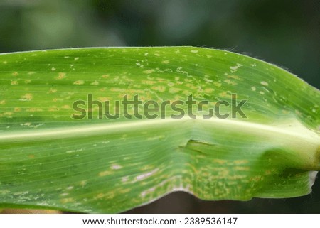Orange corn rust fungus, Puccinia sorghi, on leaf of cornstalk. Fungus control, plant disease and yield loss maize. Royalty-Free Stock Photo #2389536147