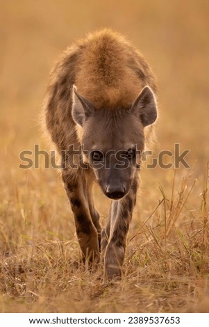 Spotted hyena walks towards camera lowering head