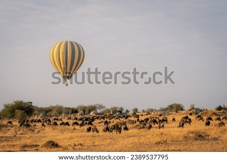 Balloon flies over grazing blue wildebeest herd Royalty-Free Stock Photo #2389537795