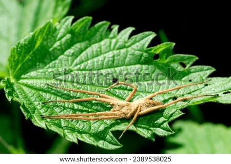 Nettle Leaf in this detailed image, perfect for adding a touch of nature's canvas to your projects. The high resolution photo captures every nuance, making it an excellent choice for backgrounds