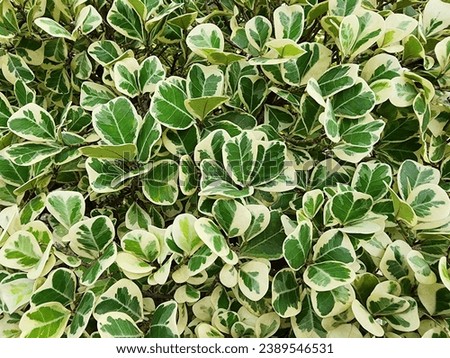 Mistletoe Fig, Mistletoe Rubber Plant. Leaves are thick with dark green centers surrounded by yellowish-white margins. The scientific name is Ficus deltoidea Jack f. variegata, an auspicious plant.