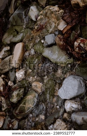 photo of sea pebbles and vegetation