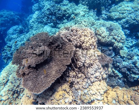 Underwater panoramic view of coral reef with tropical fish, seaweeds and corals at the Red Sea, Egypt. Acropora gemmifera and Hood coral or Smooth cauliflower coral (Stylophora pistillata)