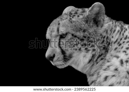 Black and white leopard closeup face on black background 