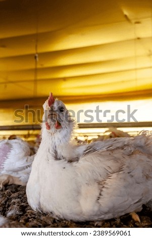 Live chickens for meat production feed on poultry farm in Santa Catarina state, south reguion of Brazil