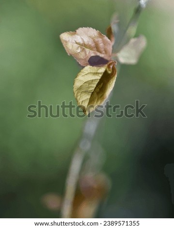 New leaves on a tree branch, photographed in spring with macro lens and natural green colour soft blurred background. Concept of new life, beginnings, growth. 