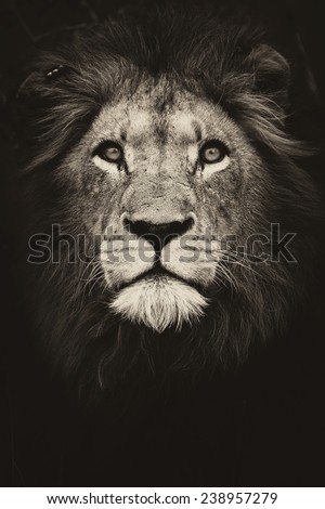 Male Lion King Royalty-Free Stock Photo #238957279