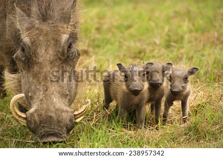 Baby Warthogs and Mom Royalty-Free Stock Photo #238957342