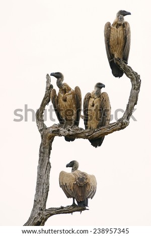 4 white backed vultures in tree Royalty-Free Stock Photo #238957345