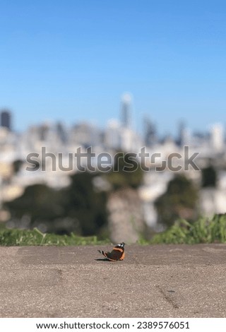 Sanfrancisco city parks and nature