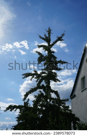 Ginkgo biloba tree grows in August. Ginkgo biloba, ginkgo or gingko, the maidenhair tree, is a species of gymnosperm tree. Berlin, Germany Royalty-Free Stock Photo #2389578073