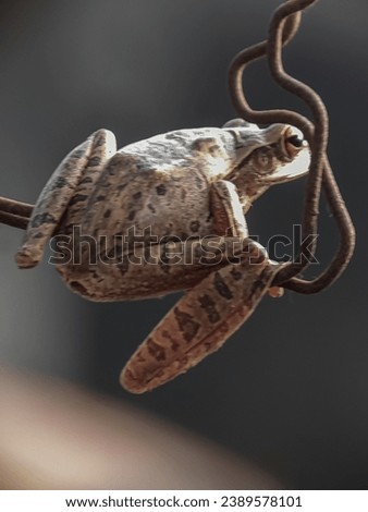 close up image of the tree frog. Polypedates maculatus