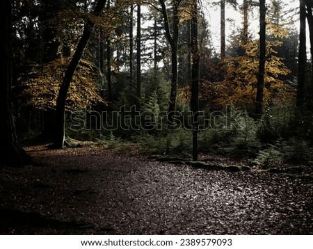 Autumnal woodland scene with orange leaves. Royalty-Free Stock Photo #2389579093