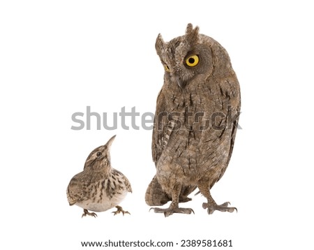 figurative picture of a portrait of an owl and a lark isolated on a white background. "Lark" you or "owl" is a common division of types of people into awake in the morning and afternoon.