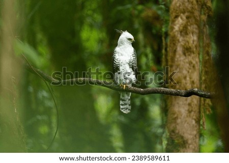 Juvenile Ornate Hawk-eagle in Panama Cloud Forest Royalty-Free Stock Photo #2389589611