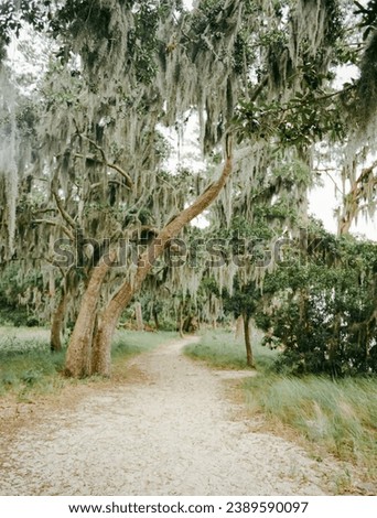 spanish moss draped oak trees trail in Goose Creek State Park NC Royalty-Free Stock Photo #2389590097