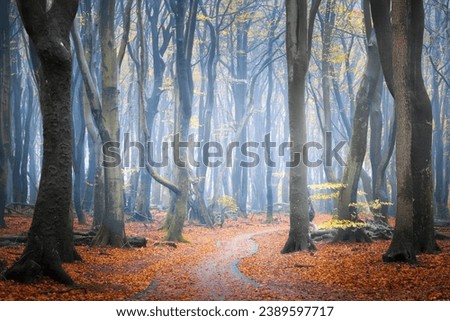 Autumn colors in a forest and foggy conditions.