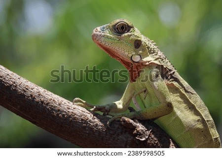 Baby red green iguana on a branch
